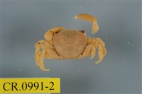 藏品(平背蜞)的圖片